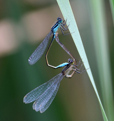 Ischnura elegans