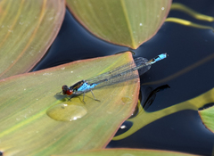 Erythromma viridulum