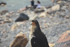 Daptrius albogularis