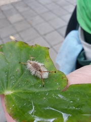 Dasychira meridionalis