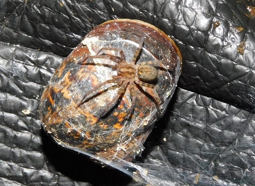 Wood House Spider