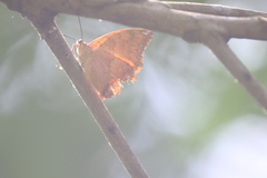 Charaxes marmax