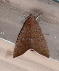 Anomis illita
