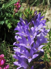 Campanula spicata