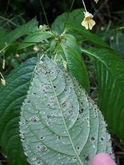 Puccinia komarovii