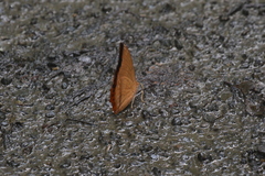 Charaxes marmax