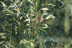 Acrocephalus scirpaceus