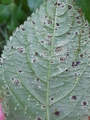 Puccinia komarovii