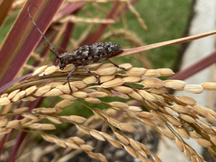 Monochamus titillator