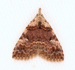 Alapadna pauropis