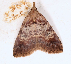 Alapadna pauropis