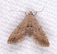 Araeopteron canescens