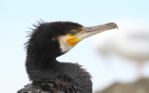 Cormorán grande (Phalacrocorax carbo)