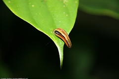 Haemadipsa guangchuanensis