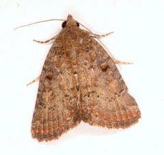Amyna natalis
