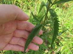 Eupatorium saltuense