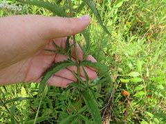 Eupatorium saltuense