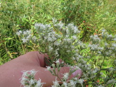 Eupatorium saltuense