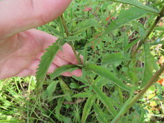 Eupatorium saltuense
