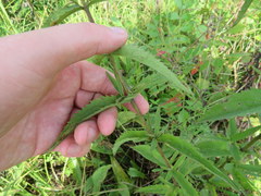 Eupatorium saltuense