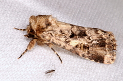 Spodoptera umbraculata