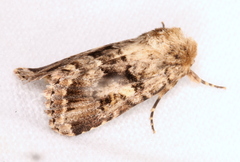 Spodoptera umbraculata