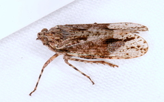 Erilla turneri