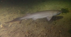 Hexanchus griseus