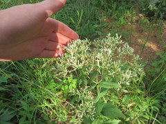 Eupatorium godfreyanum