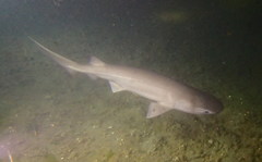 Hexanchus griseus