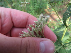Eupatorium godfreyanum