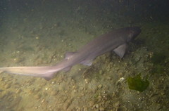 Hexanchus griseus