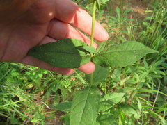 Eupatorium godfreyanum