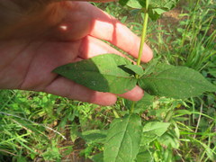 Eupatorium godfreyanum