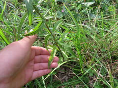Eupatorium saltuense