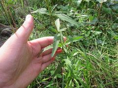 Eupatorium saltuense