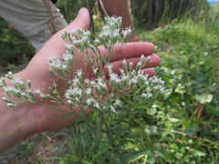 Eupatorium saltuense