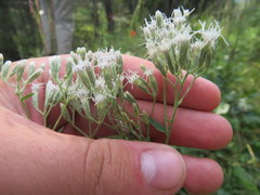 Eupatorium saltuense