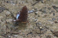 Lexias pardalis dirteana