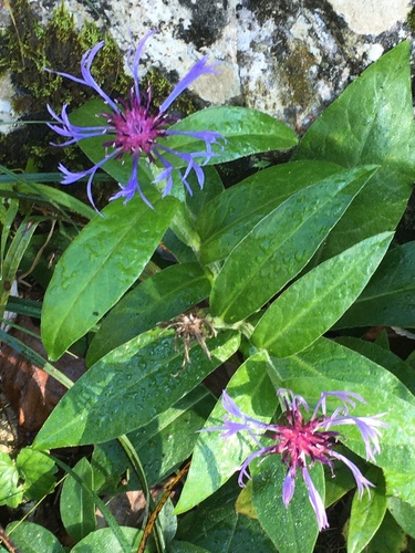 Centaurea montana
