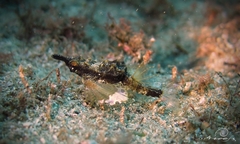 Eurypegasus draconis