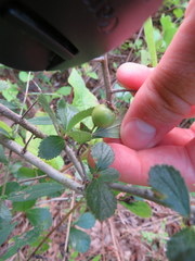Crataegus uniflora