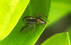 Rudakius