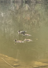 Amazonetta brasiliensis