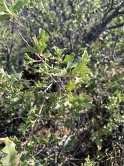 Quercus pungens