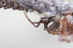 Steatoda albomaculata