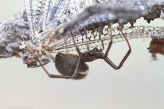 Steatoda albomaculata