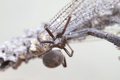 Steatoda albomaculata