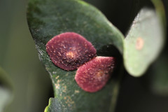 Neuroterus albipes