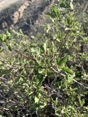 Quercus pungens